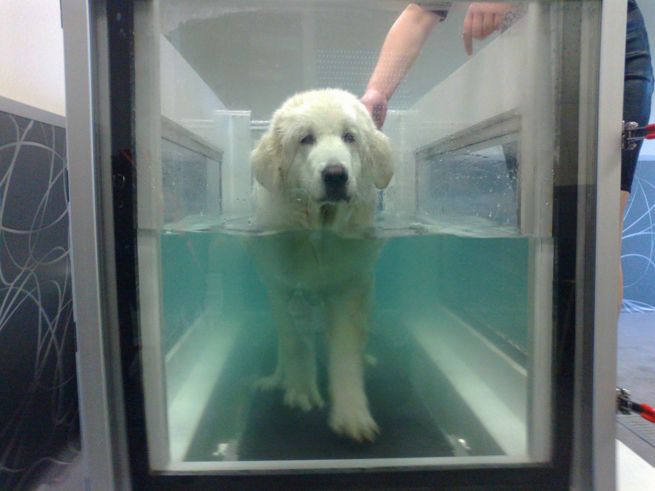 hydrotherapie-canine